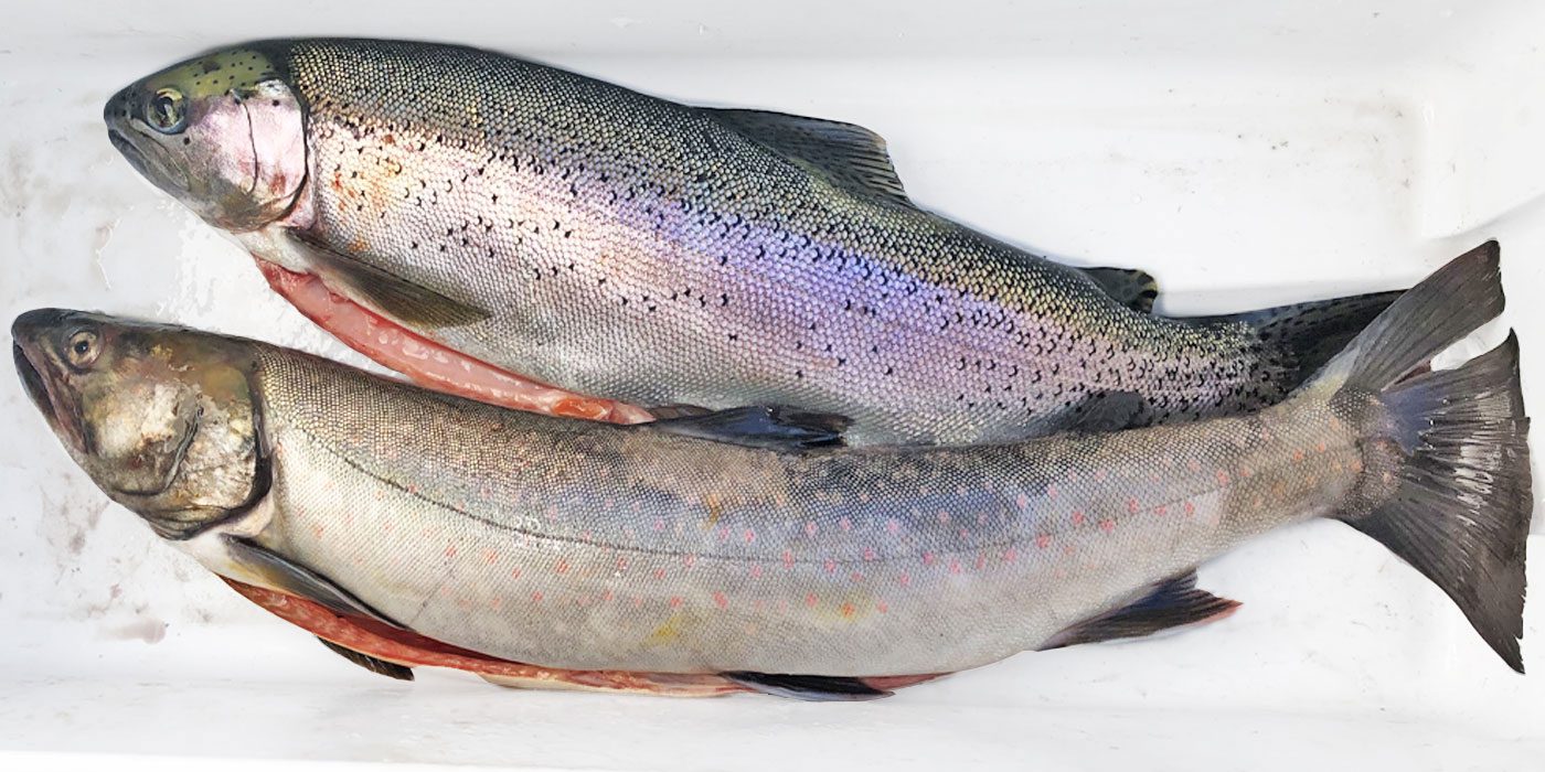 Harvested-Kootenay-Lake-BC-Rainbow-Trout-and-Bull-Trout-Fish