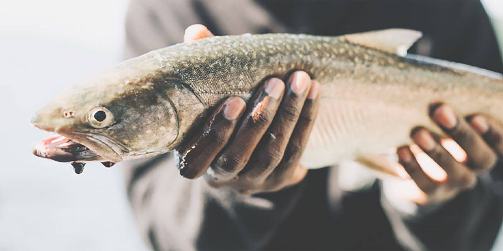 Kootenay-Lake-BC-Predator-Fish