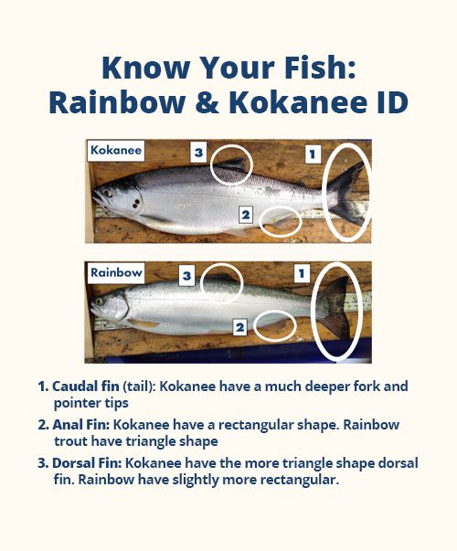 LG Kootenay-Lake-Rainbow-and-Kokanee-Fish-Differences
