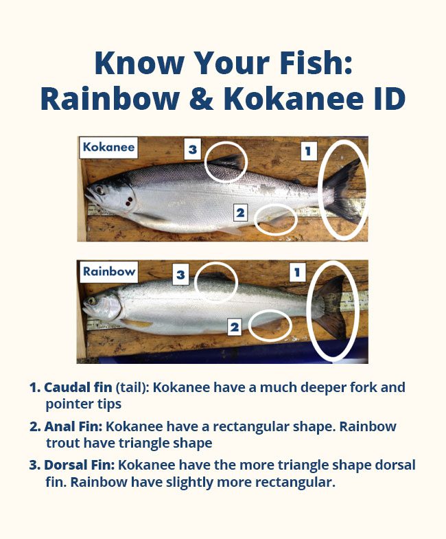 Kootenay-Lake-Rainbow-and-Kokanee-Fish-Differences